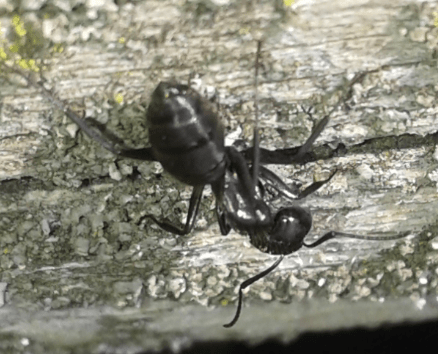 Formicidae:  Camponotus vagus, operaia maggiore